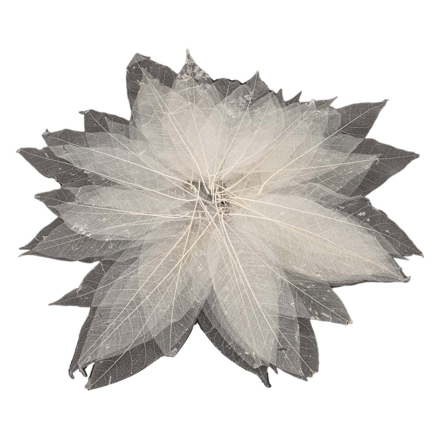 Squelettes à feuilles de magnolia, 50e.