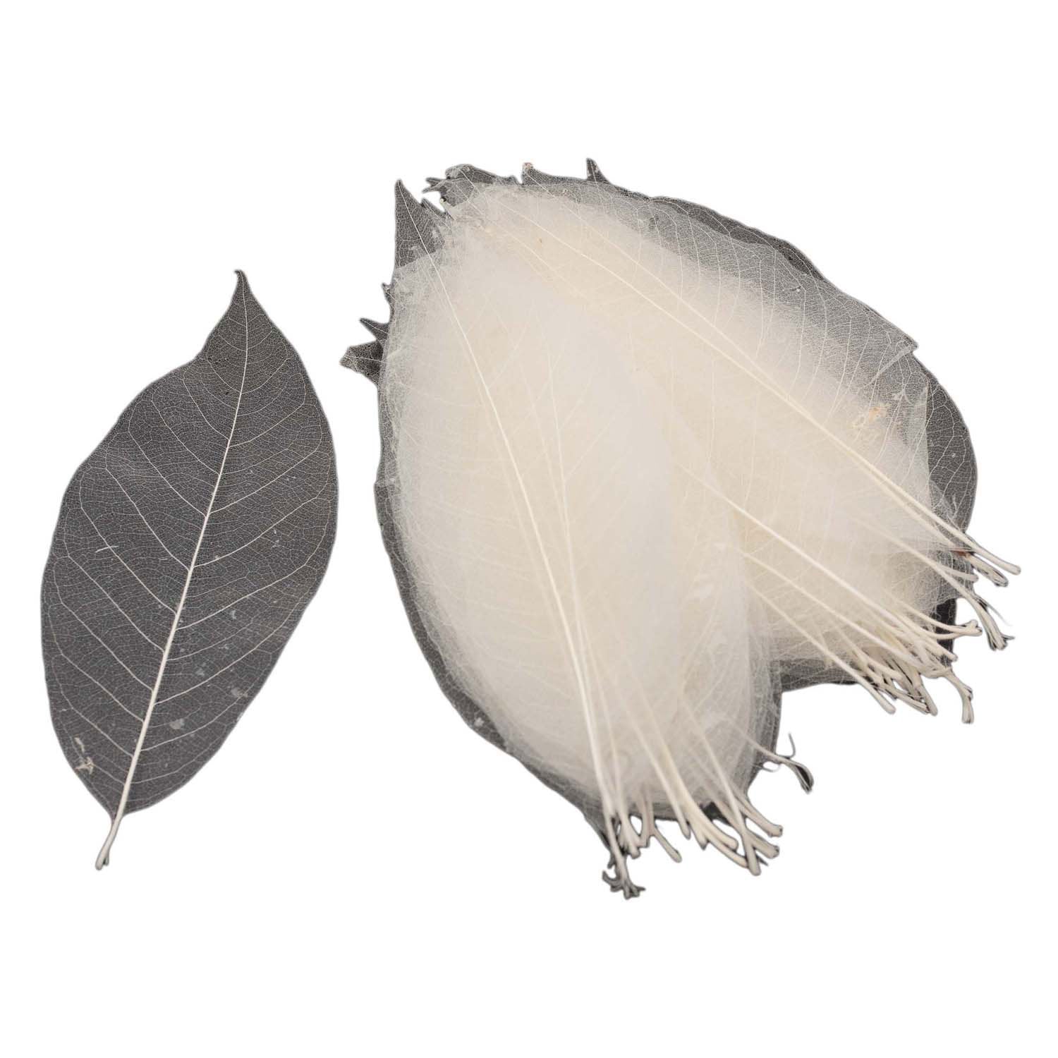 Squelettes à feuilles de magnolia, 50e.