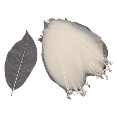 Squelettes à feuilles de magnolia, 50e.