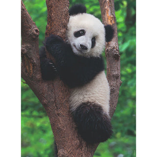 Ravensburger Puzzle Panda et Koala 2 x 500 pièces