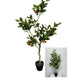 Déco citronnier-oranger h120cm