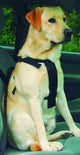 Beeztees ceinture de marche et de voiture - harnais pour chien - l