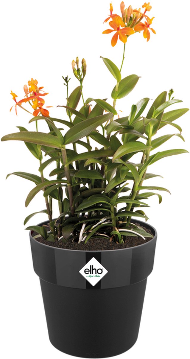 Elho b.for original round 25 - pot de fleur d'intérieur - 100% plastique recyclé - ø 24,7 x h 23,2 cm - noir vivant