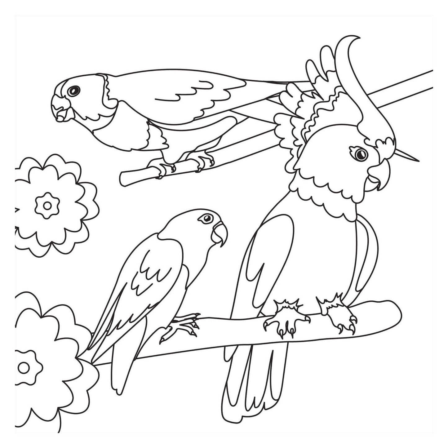 Livre de coloriage - oiseaux nouveau