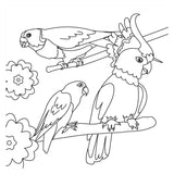Livre de coloriage - oiseaux nouveau - afbeelding 2