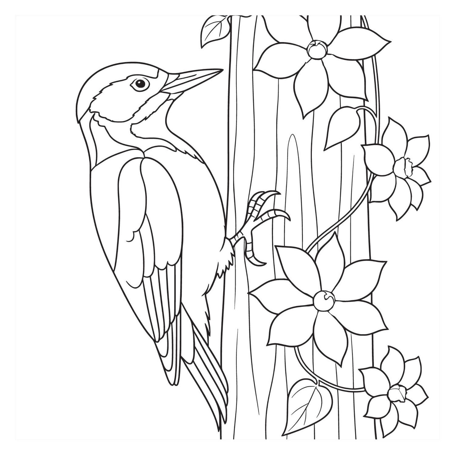 Livre de coloriage - oiseaux nouveau