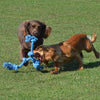 Joyeux animal de compagnie Flossin Fun 3 Knoop