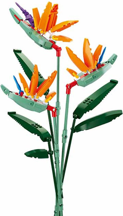 Fleurs de Sluban strelitzia reginae aiton (m38-b1121c)