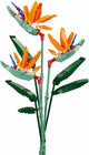 Fleurs de Sluban strelitzia reginae aiton (m38-b1121c)