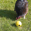 Poulet sauvage jouer au poulet amusant