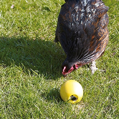 Poulet sauvage jouer au poulet amusant