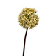 Roberts collection fleur artificielle bulbe d'allium 60cm crème