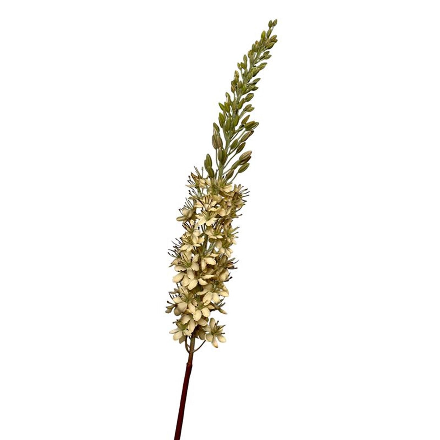 Roberts collection fleur artificielle eremurus 106cm crème