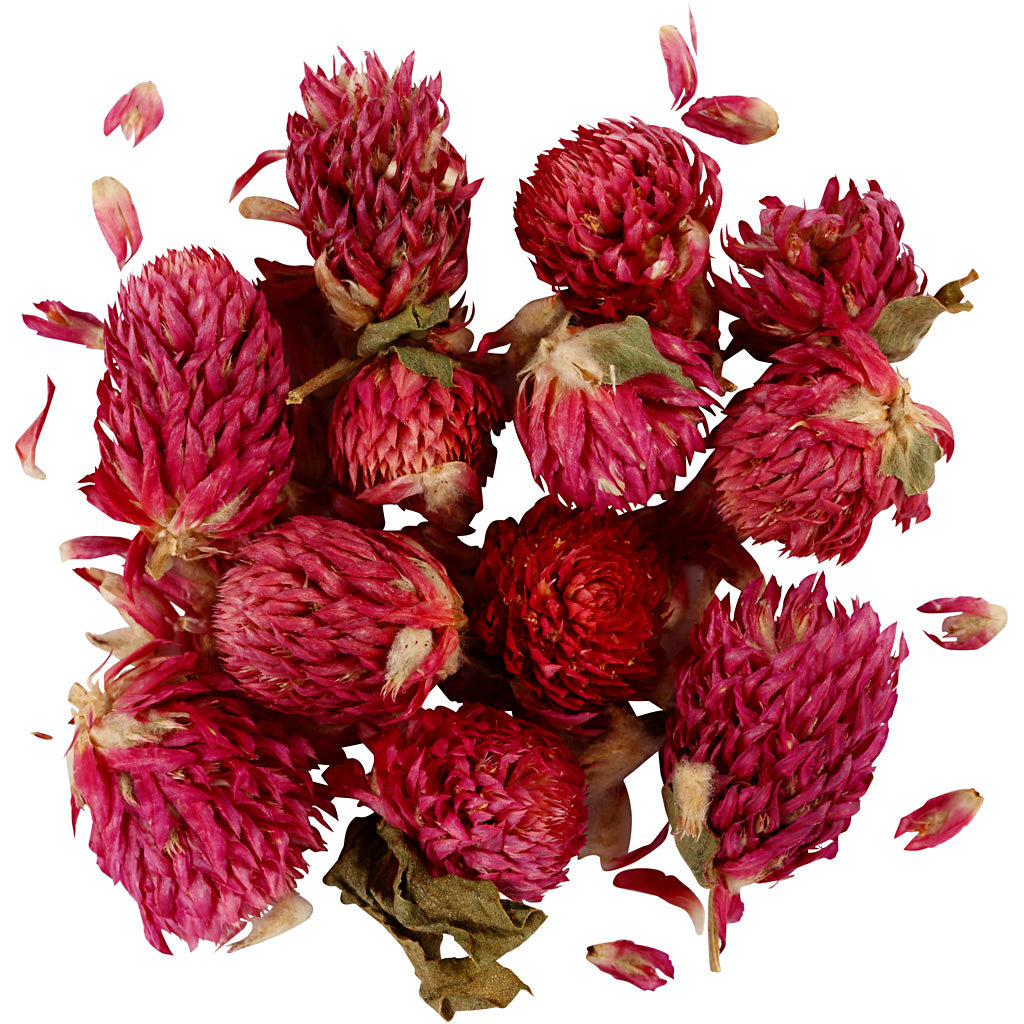 Creativ Company Sèche fleurs de trèfle rouge violet, 15gr