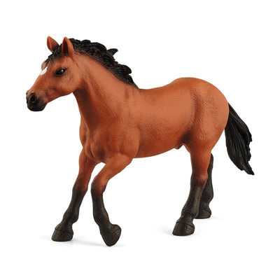 Cheval Appaloosa Hengst 72152