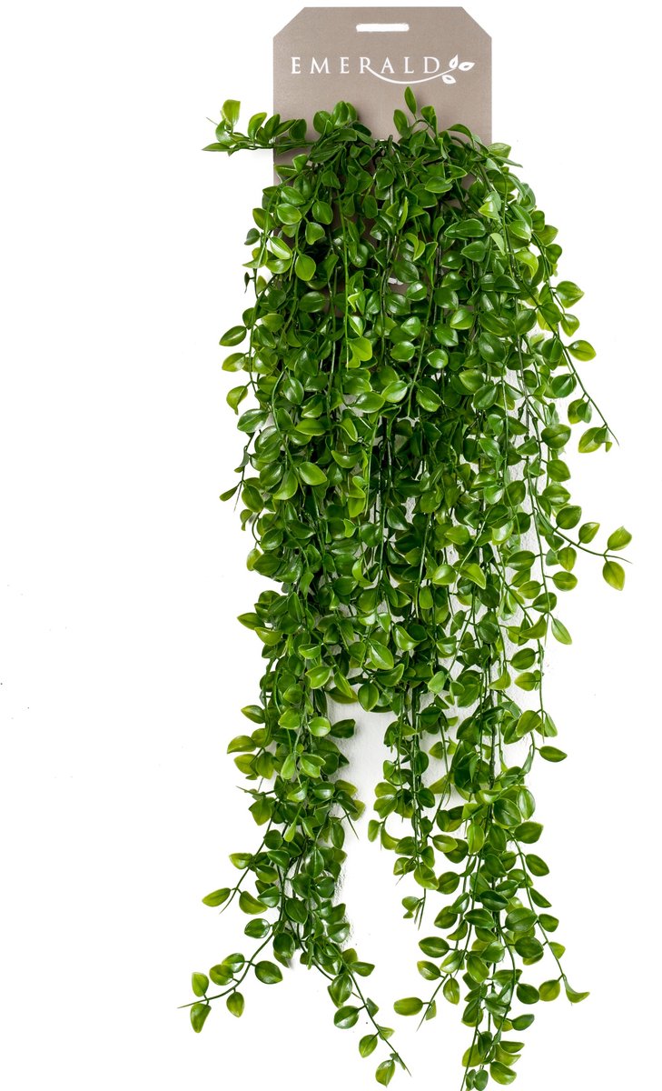 Emerald Emerald Art Plant grimpant Vijg 80 cm