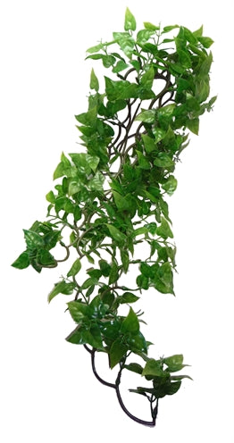 Plante de komodo philodendron