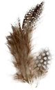 Plumes de pintade Creativ company, env. 100 pièces, marron, 3 g 1 boîte