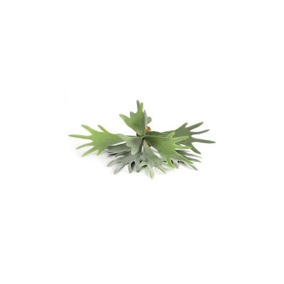 Countryfield plante artificielle platycerium vert 10xh63,5cm