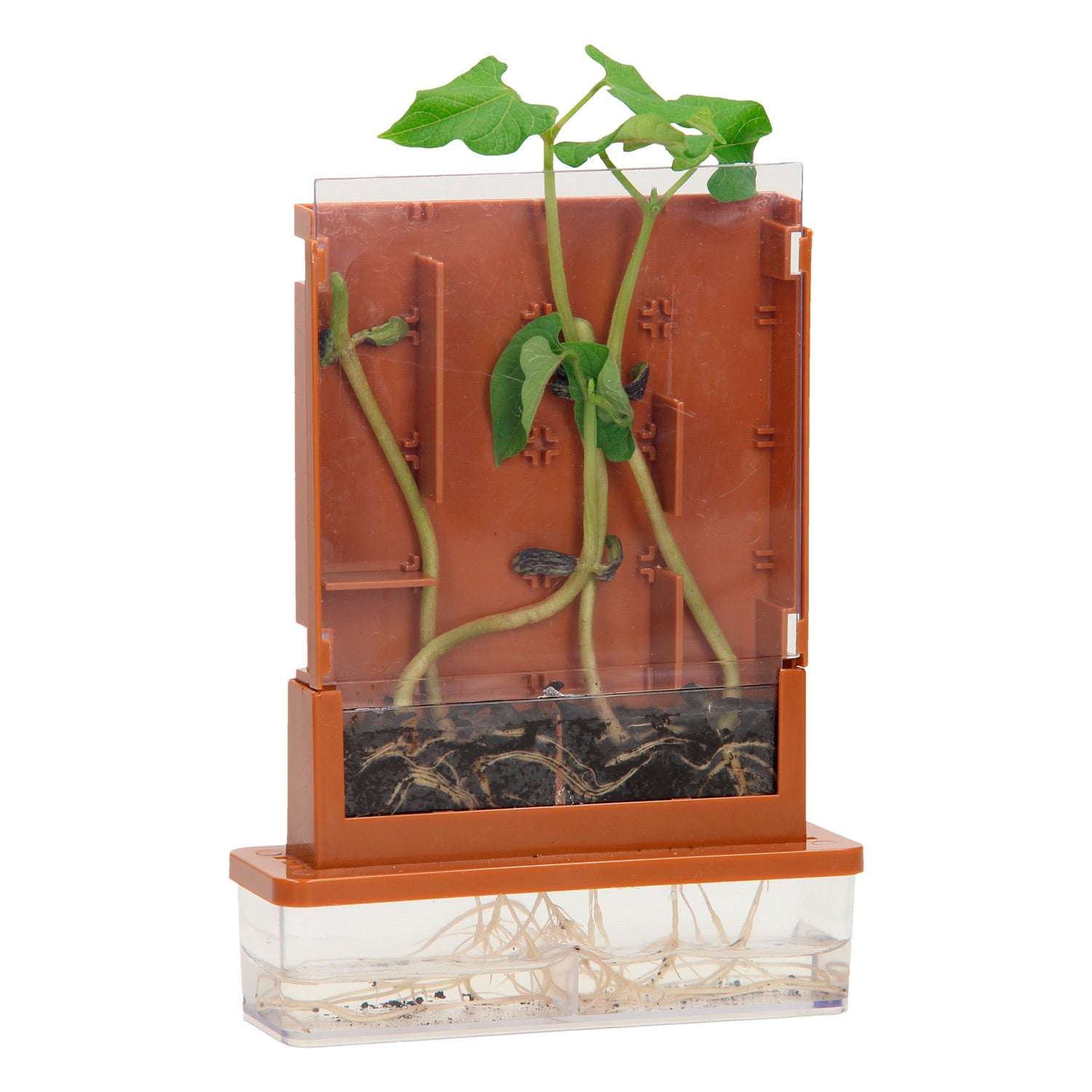 Expériences - Plantes Doolhof, 21dlg.