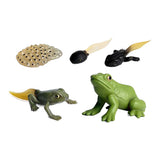 Cycplus Life Cycle Frog Play Figing Set - afbeelding 1