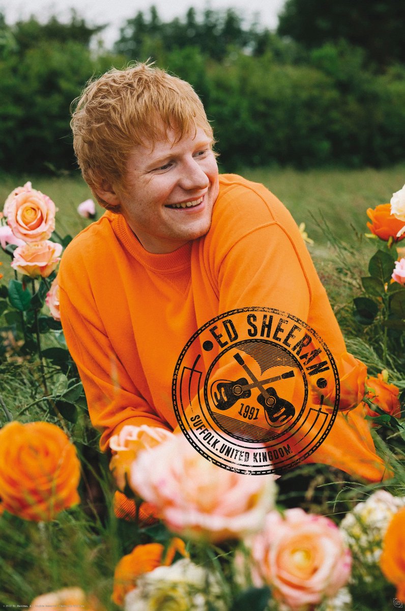 Affiche Abystyle ed sheeran - champ de roses 61x91.5cm