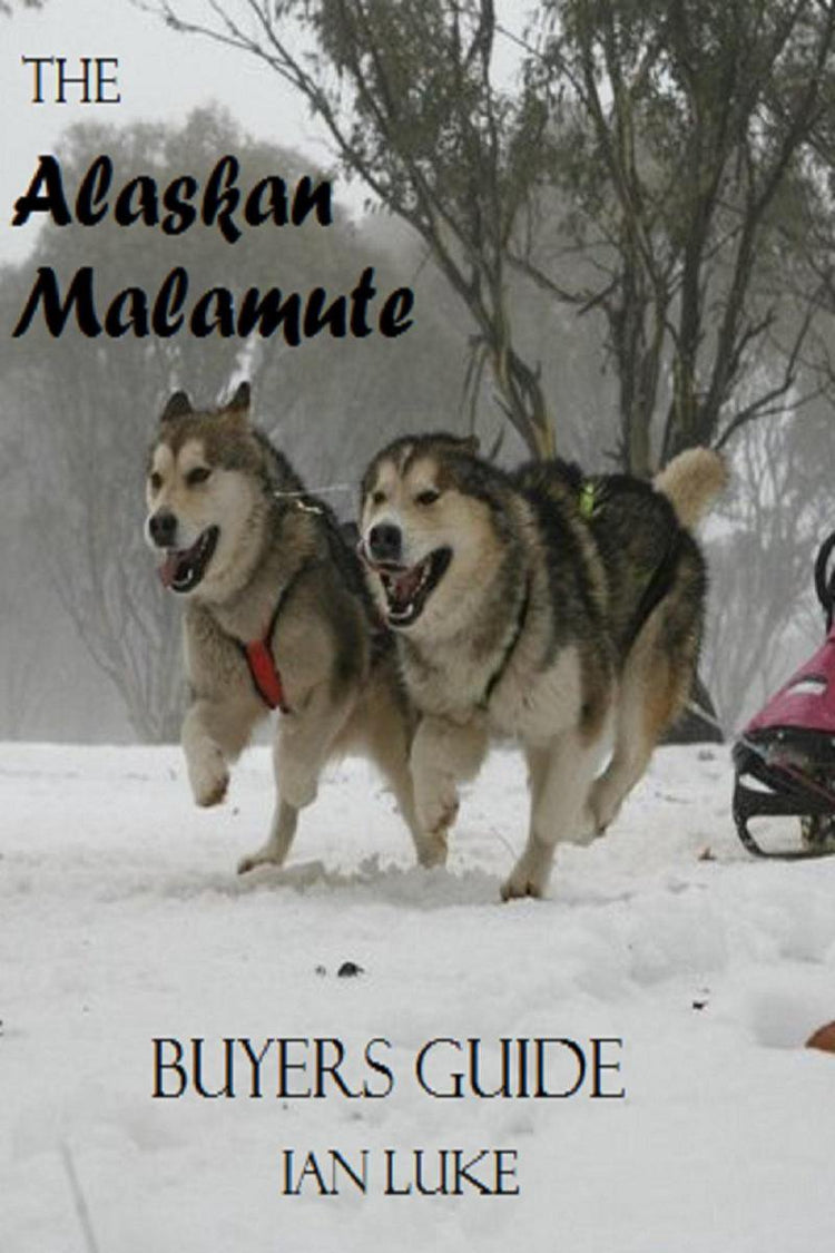 Guide d'achat de chien 1 - le malamute d'Alaska - un guide d'achat