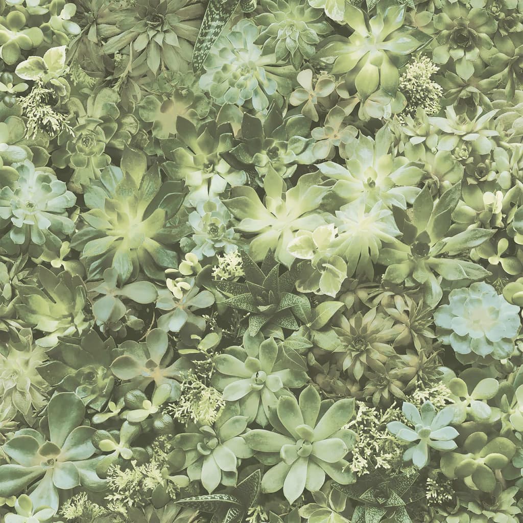 NOORDWAND NOORDWAND Fond d'écran Succulent Groen et Beige à feuilles persistantes
