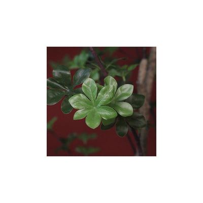 Dysosme des plantes Countryfield m vert