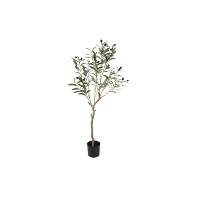 Olivier Countryfield olea europaea l 105cm