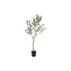 Olivier Countryfield olea europaea l 105cm