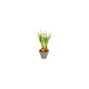 Countryfield fleur artificielle en pot muscari blanc h28cm