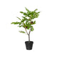 Figuier Decoris en pot 40x35xh60cm