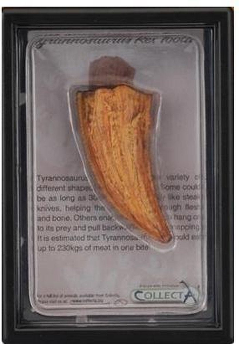 Coffret cadeau figurine Collecta - dent de t-rex - préhistoire - peint à la main - miniature