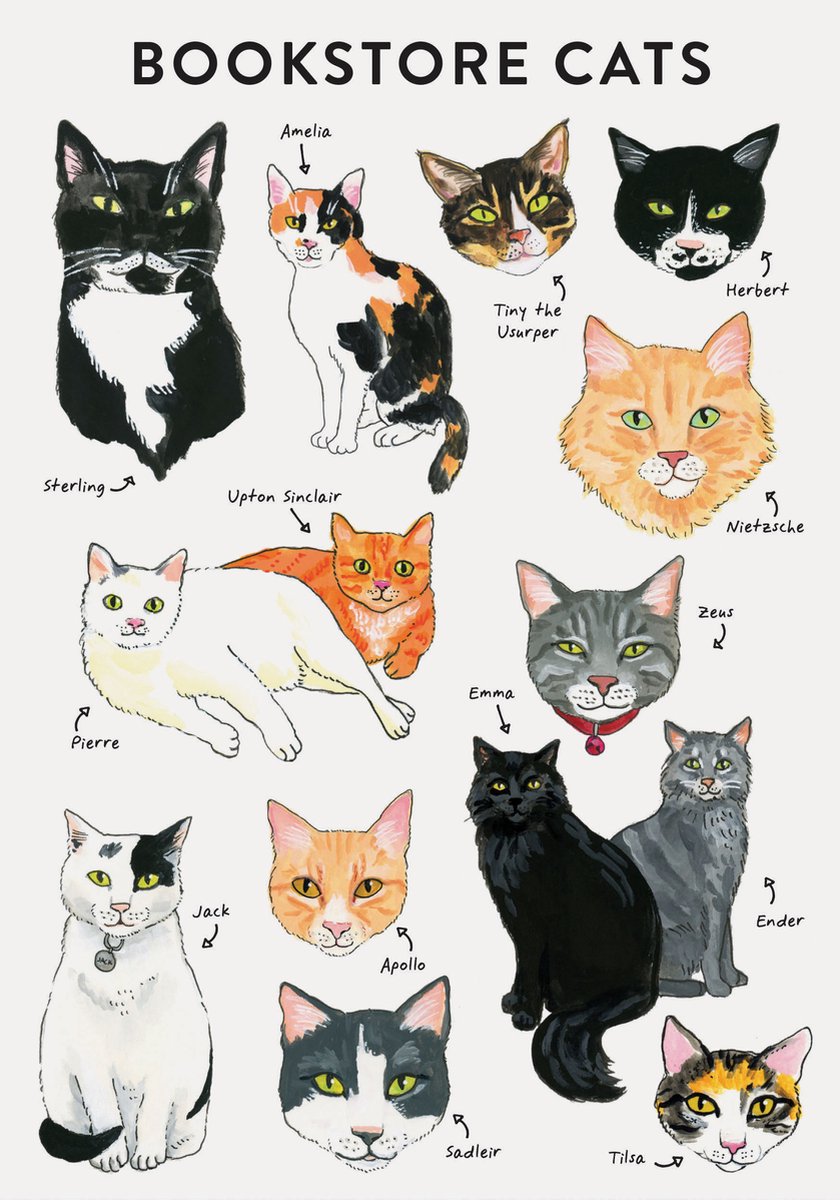 Bibliophile - flexi journal : chats de librairie