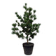 Roberts collection cèdre artificiel en pot gris 80cm