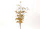 Hbx branche artificielle vivante naturelle euca cinerea 40x25cm or