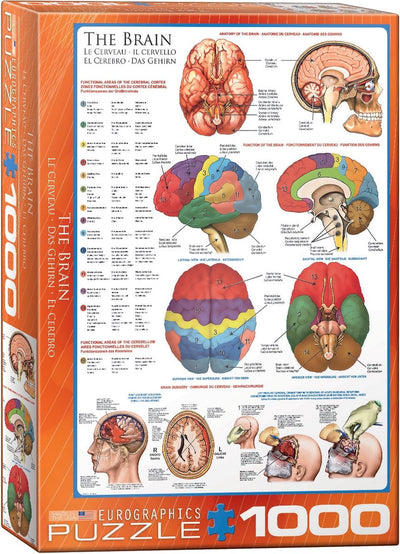 Eurographics - le cerveau - 1000 pièces 48×68cm (l×h) - puzzle