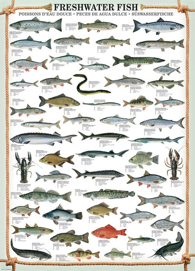 Puzzle Eurographics Pêche - Puzzle de 1000 pièces pour adultes.