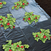 Nature Nature Foil indigène pour AW Stern 1.4x20M 6030231