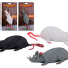 Johtoy stret rat big