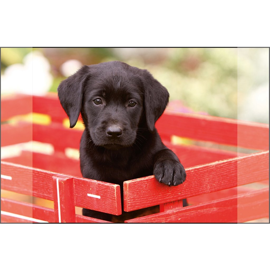 Kangaro Desk Onderlegger Black Labrador PUP 38X58CM