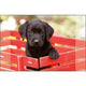 Kangaro Desk Onderlegger Black Labrador PUP 38X58CM