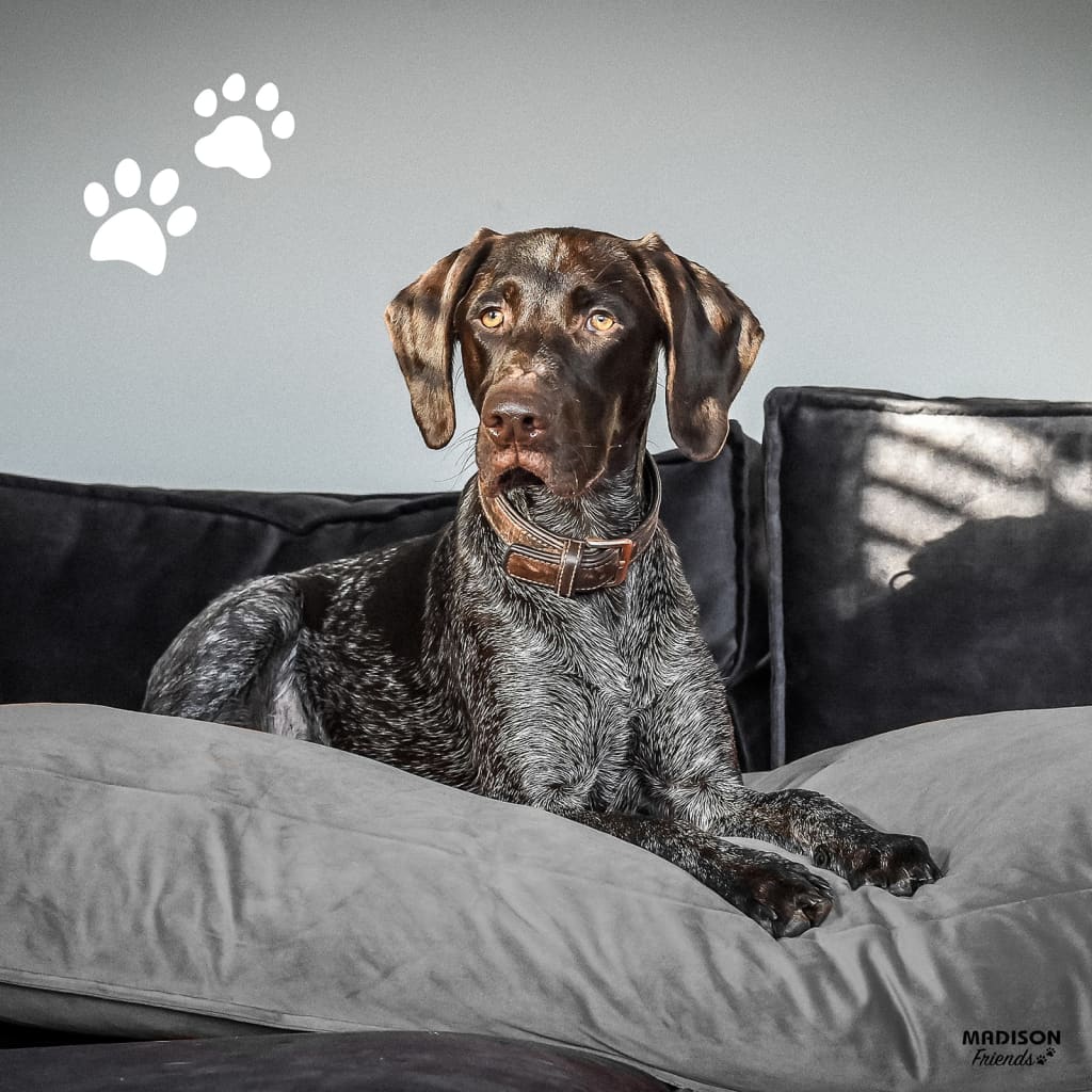 Madison Dog Cushion Velvet 100x70x15 cm Gray