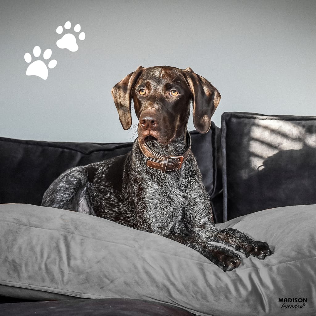 Madison Dog Cushion Velvet 120x90x15 cm Gray