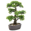 Emeraud Emerald Art Plant in Brown Pot Ficus Minibonsai 43 cm