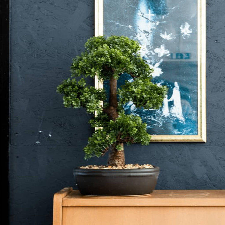 Emeraud Emerald Art Plant in Brown Pot Ficus Minibonsai 43 cm