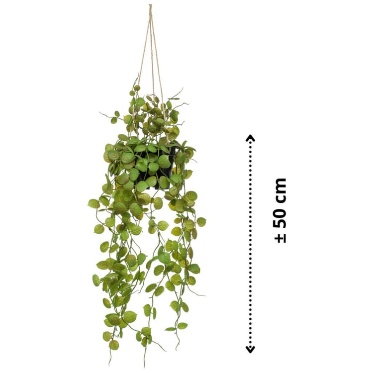 Emerald Emerald Art Plant suspendu dans une plante de lanterne en pot 50 cm
