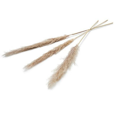 Pampas Flower sèche 150 cm Ensemble de 3 naturels