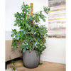 Capi Capi Planter Groove 43x41 cm anthracite -colored